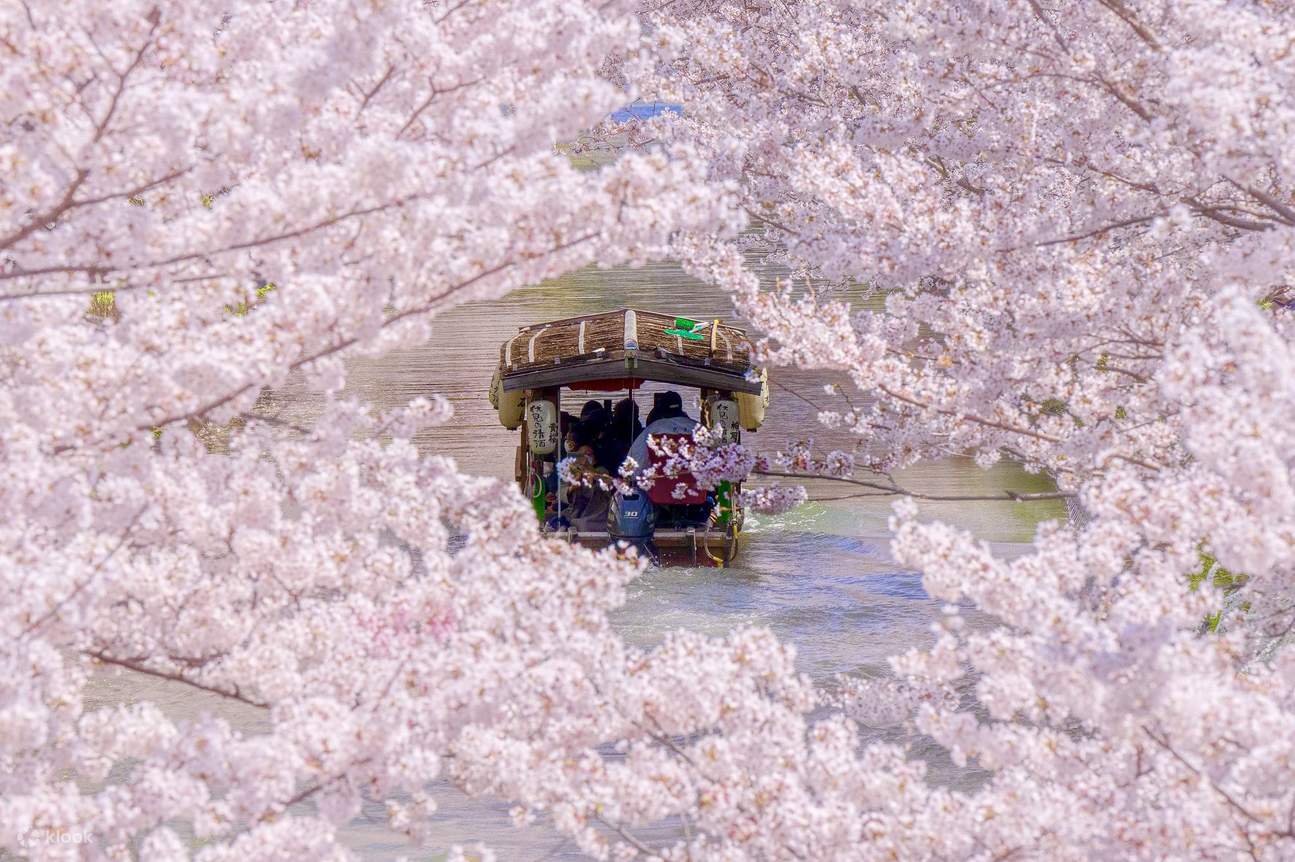 週末限定ンセール Ten-stone boat rafting through the cherry blossom tunnel 菓子